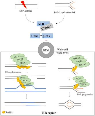 Studying the DNA damage response pathway in hematopoietic canine cancer cell lines, a necessary step for finding targets to generate new therapies to treat cancer in dogs